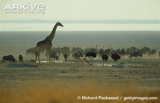 Illustration for article titled Flightless Friday - Struthio camelus Edition